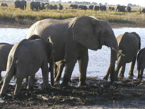 Elephants.JPG
