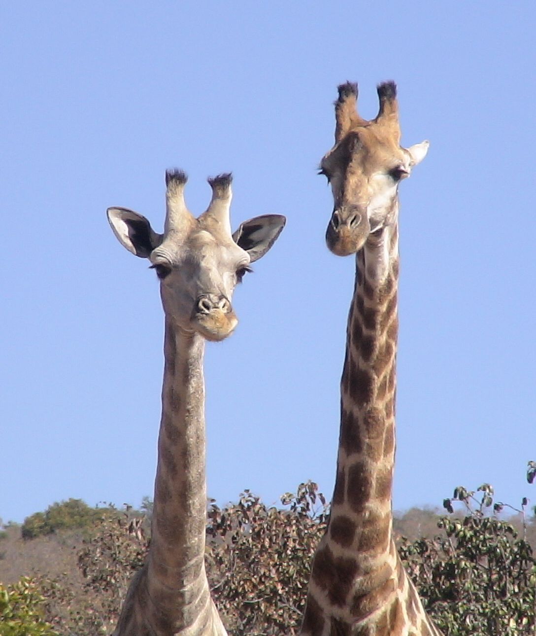 giraffes.jpg